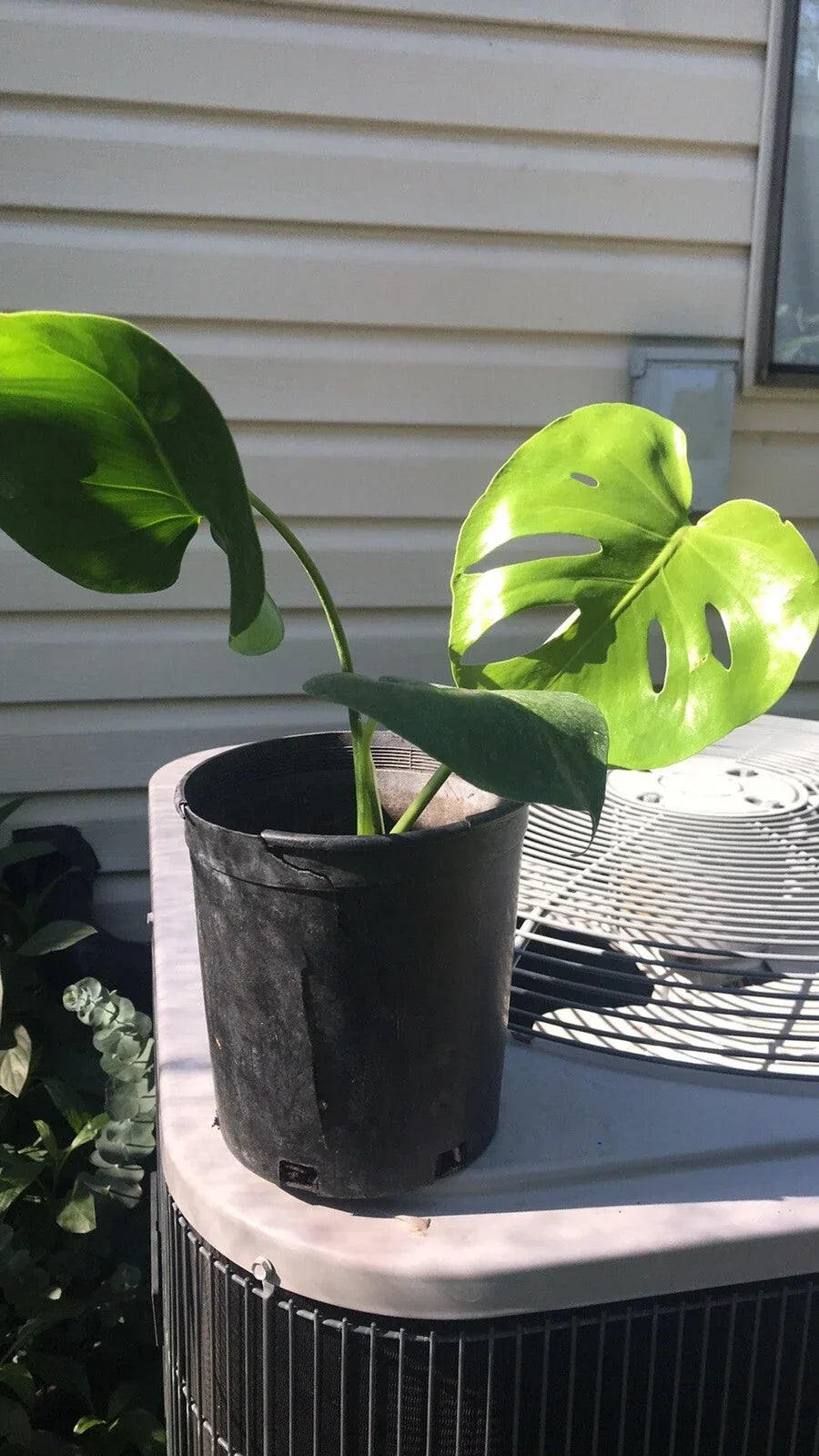 Philodendron Plant 1 Gallon Live Monstera Deliciosa Split Leaf Indoor Tropical Plant
