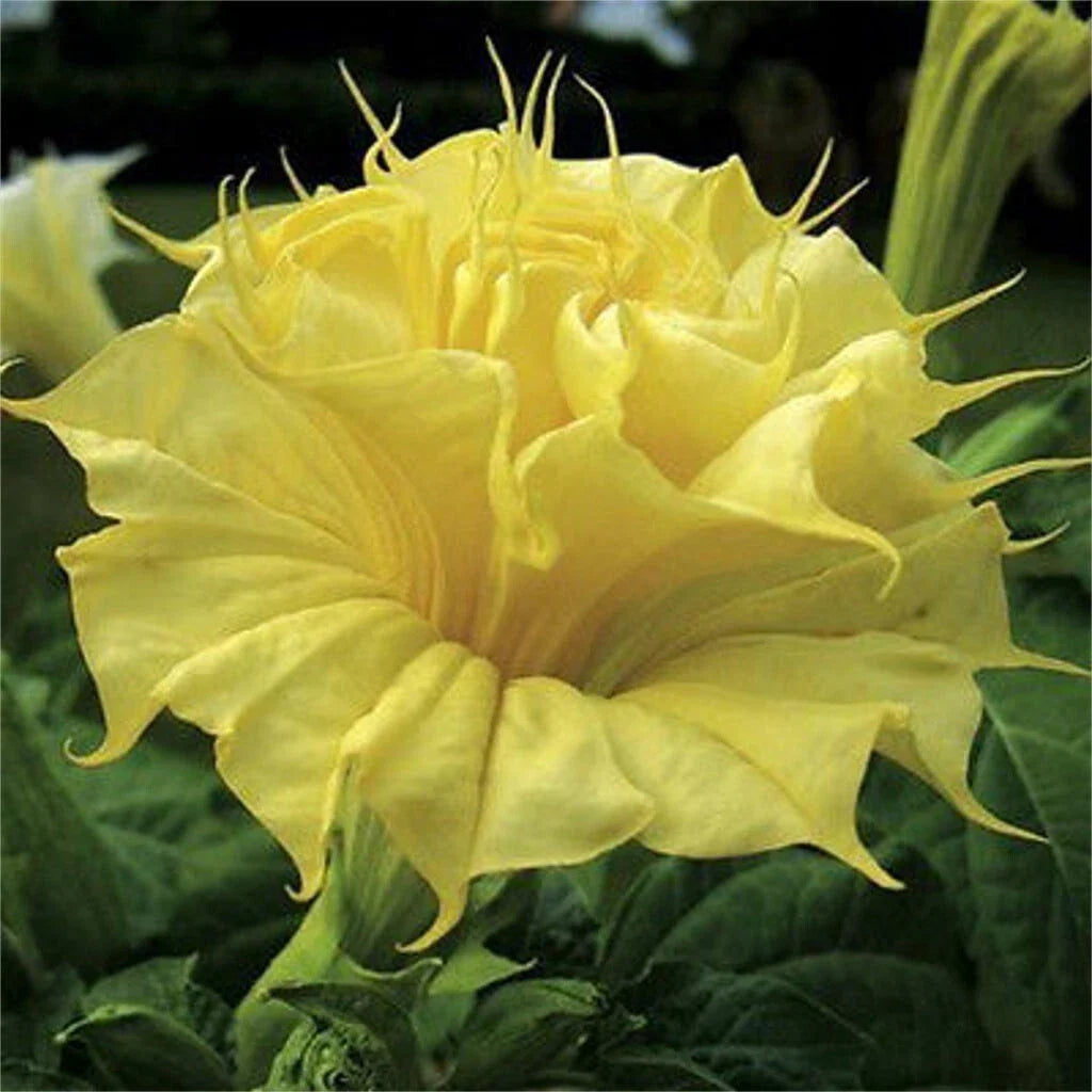 Golden Queen Angel Trumpet Seeds - 10 Pack - Brugmansia Datura - Exotic Flower Seeds - USA Grown