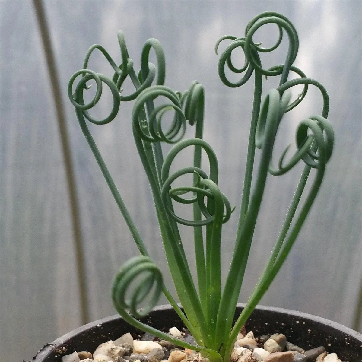 Frizzle Sizzle Plant - Albuca spiralis - Live Cacti Succulent - Unique Spiral Leaves - Indoor Garden Decor