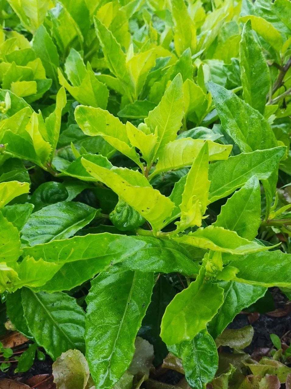 Longevity Spinach Plant Cuttings – 8 Gynura Procumbens Edible Greens for Home Gardening