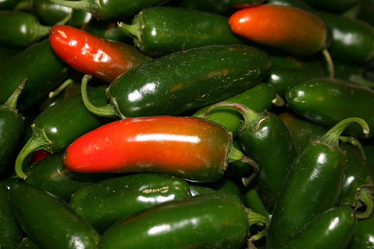 Hot Pepper Seeds Set of 100, Early Jalapeno Variety, Capsicum annuum, Non-GMO, Garden Seeds for Spicy Flavor
