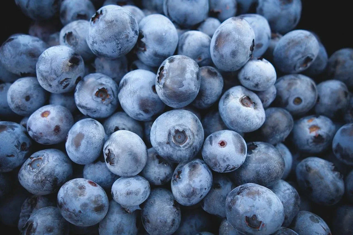 Highbush Blueberry Seeds - 100 Count - Vaccinium corymbosum - Organic Blueberry Plant Seeds for Home Garden