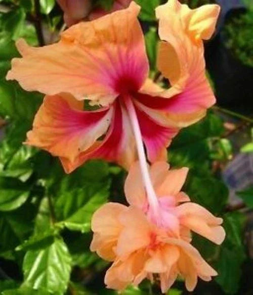 Peach Lion's Tail Tropical Hibiscus Plant - Pom Pom Poodle - Well Rooted - Ideal for Gardens and Landscapes