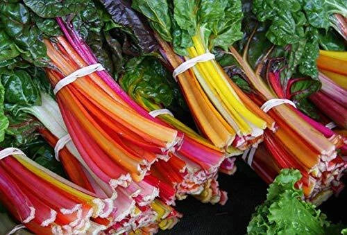 Swiss Chard Seeds - 100+ Rare Colorful Seeds for Planting - Garden Vegetable (Beta vulgaris var. cicla)