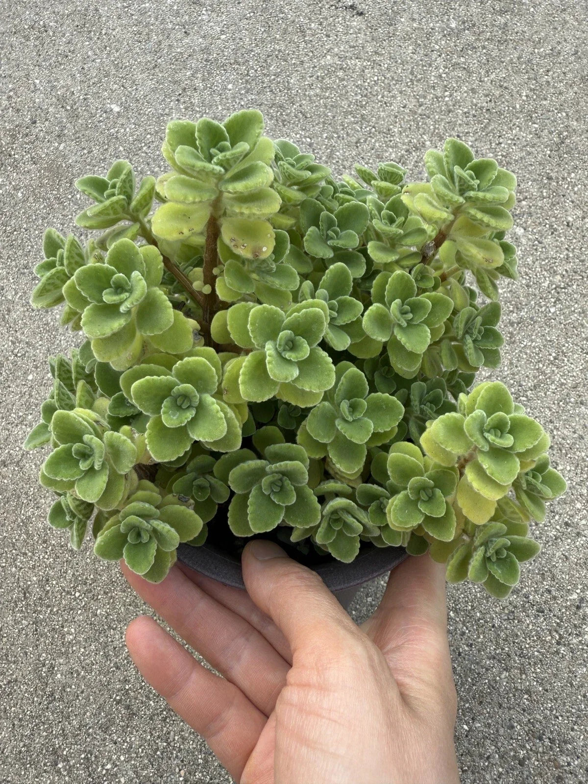 Vicks Plant Cutting - 2-Inch Plectranthus Tomentosa Fragrant Herb for Aromatherapy & Indoor Gardening