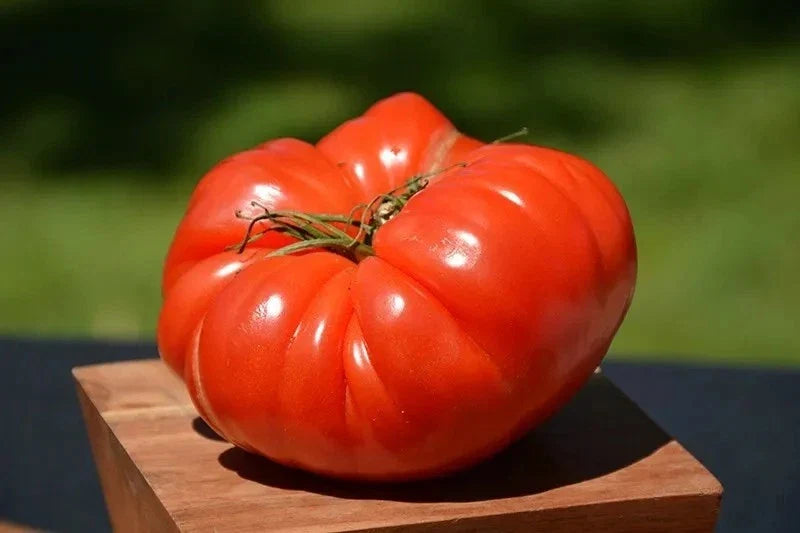 German Johnson Tomato Seeds – Organic Heirloom, Non-GMO, Large Juicy Tomatoes, Solanum lycopersicum, Seed Packet