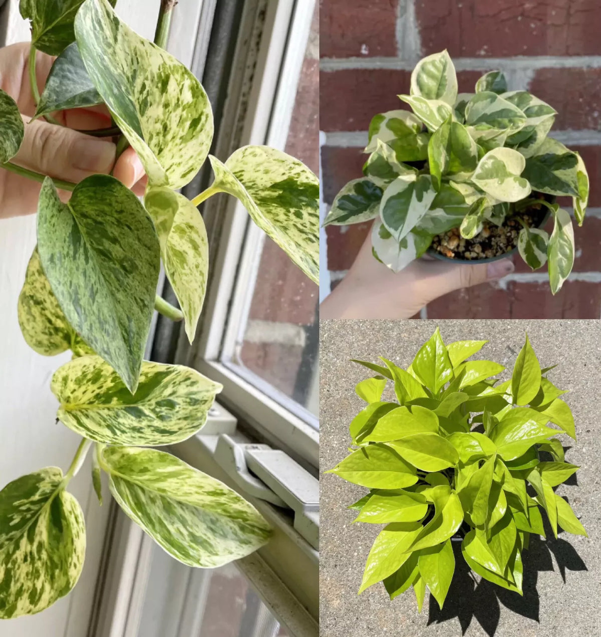 Pothos Ivy Cuttings Combo 6 - Marble Queen, Lemon Neon, N'Joy Indoor Plants