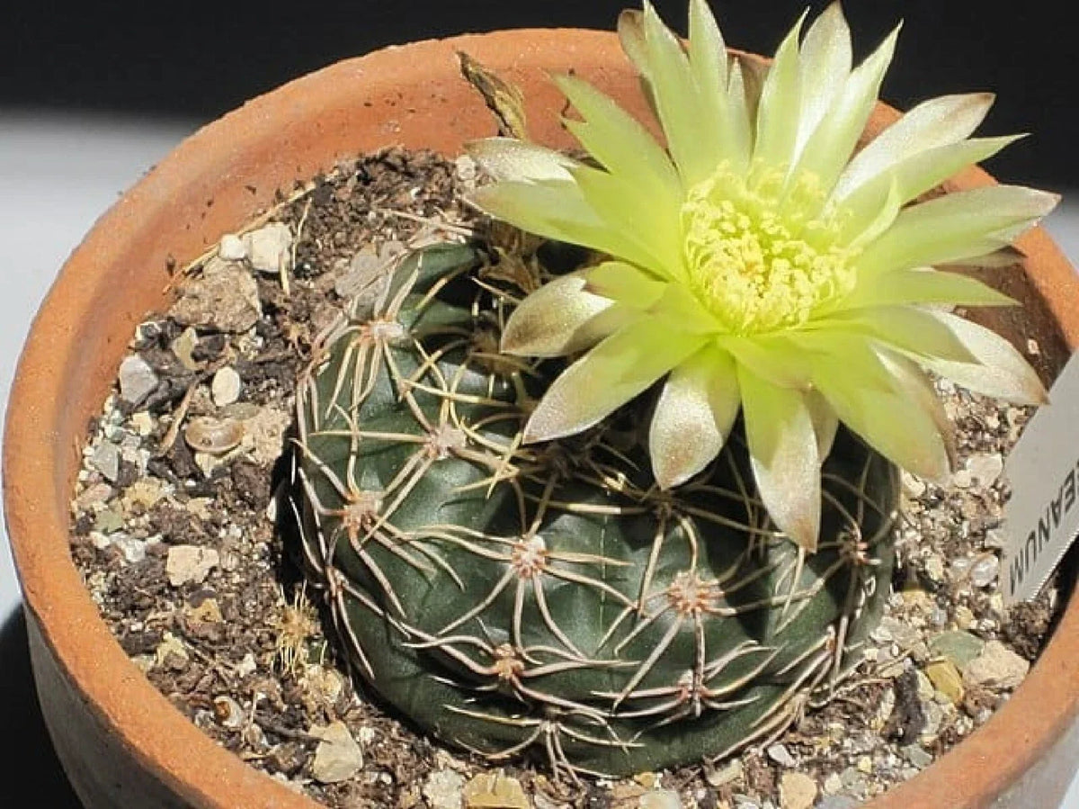 Cactus Seeds 50+ Gymnocalycium reductum Succulent Seeds for Indoor & Outdoor Gardening, Drought-Resistant, Easy Grow