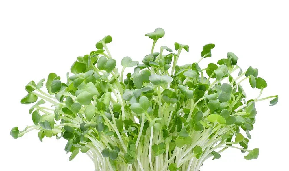 Alfalfa Microgreens Seeds - 250 Seeds - Fast Growing Medicago sativa Microgreens