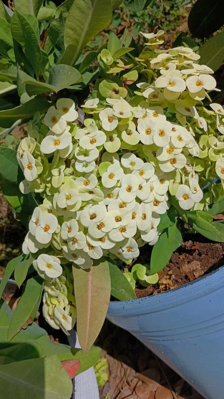 Crown of Thorns Cutting - White with Yellow Center (1 Count, No Roots) - Euphorbia milii