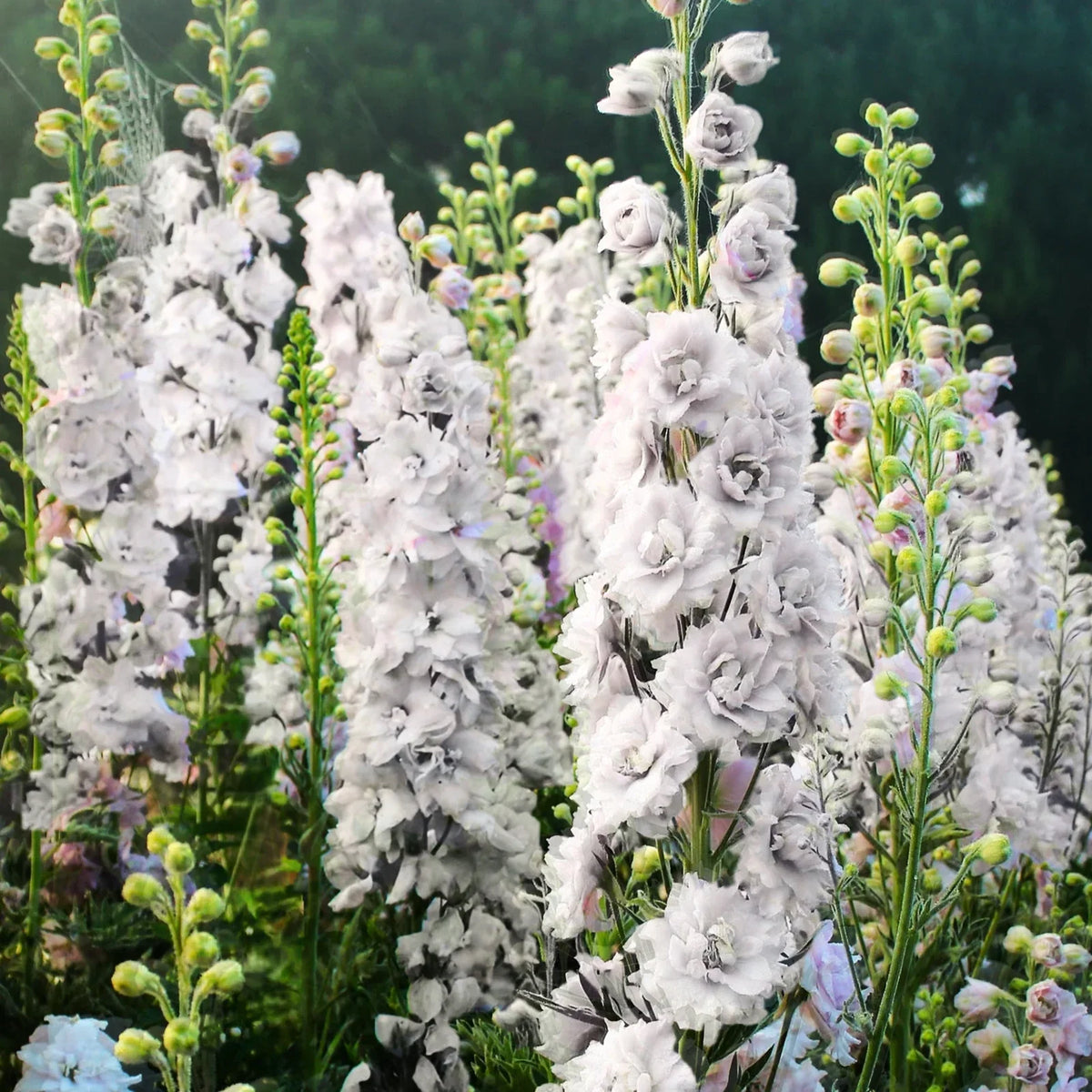 Larkspur Seeds - White King Rocket - Snow Delphinium Consolida - 2025 Planting