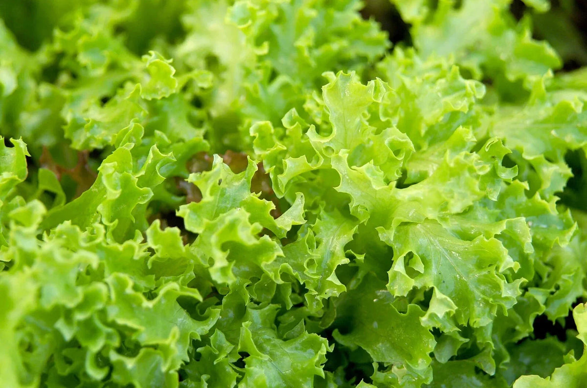 Organic Green Lettuce Seeds - 500 Pack - Lactuca sativa - Non-GMO, Heirloom, Salad Greens for Indoor & Outdoor Gardening