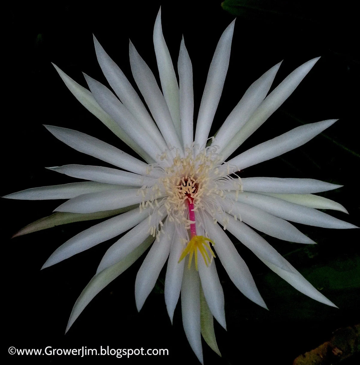 Epiphyllum hookeri Cuttings - Orchid Cactus, Climbing, Trailing, Indoor & Outdoor, Succulent, BOGO Pack