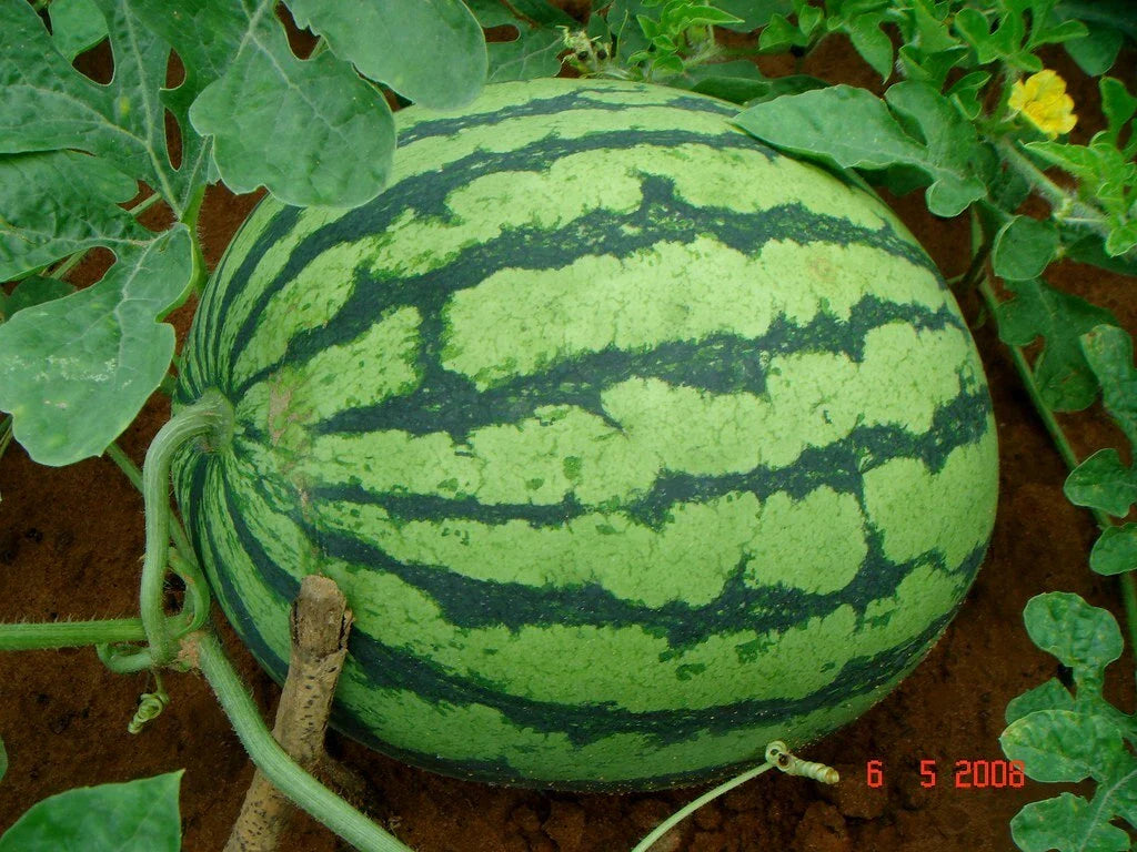 Crimson Sweet Watermelon Seeds - 50 Pack, Citrullus lanatus, Sweet Red Flesh, Heirloom Garden Seeds