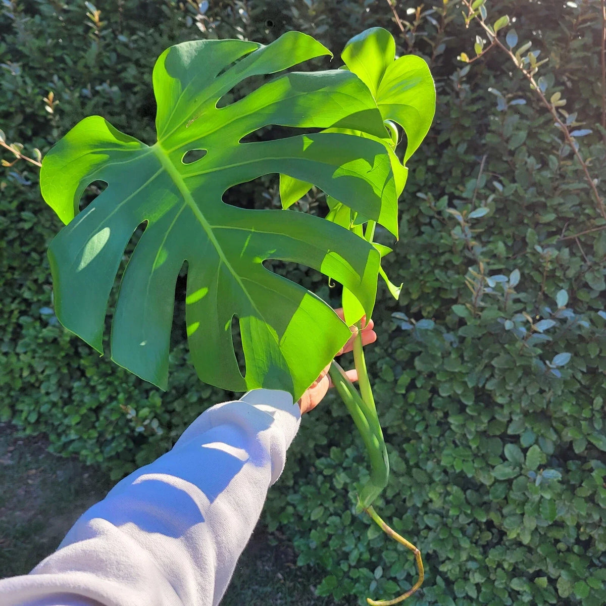Large Rooted Monstera Deliciosa Cutting, Tropical Live Plant, Swiss Cheese Plant, Easy Care Houseplant