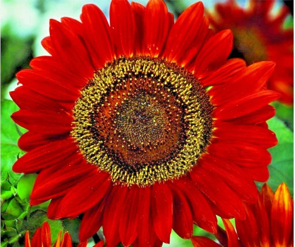 Red Sun Sunflower Seeds - 51+ Branching Cut Flowers for Summer Garden, Native Plant, Easy to Grow