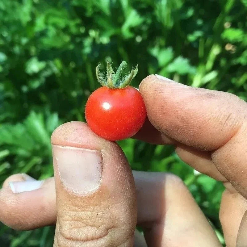 Red Currant Tomato Seeds - Organic Heirloom Non-GMO, Small Juicy Fruit, Solanum lycopersicum, Seed Packet