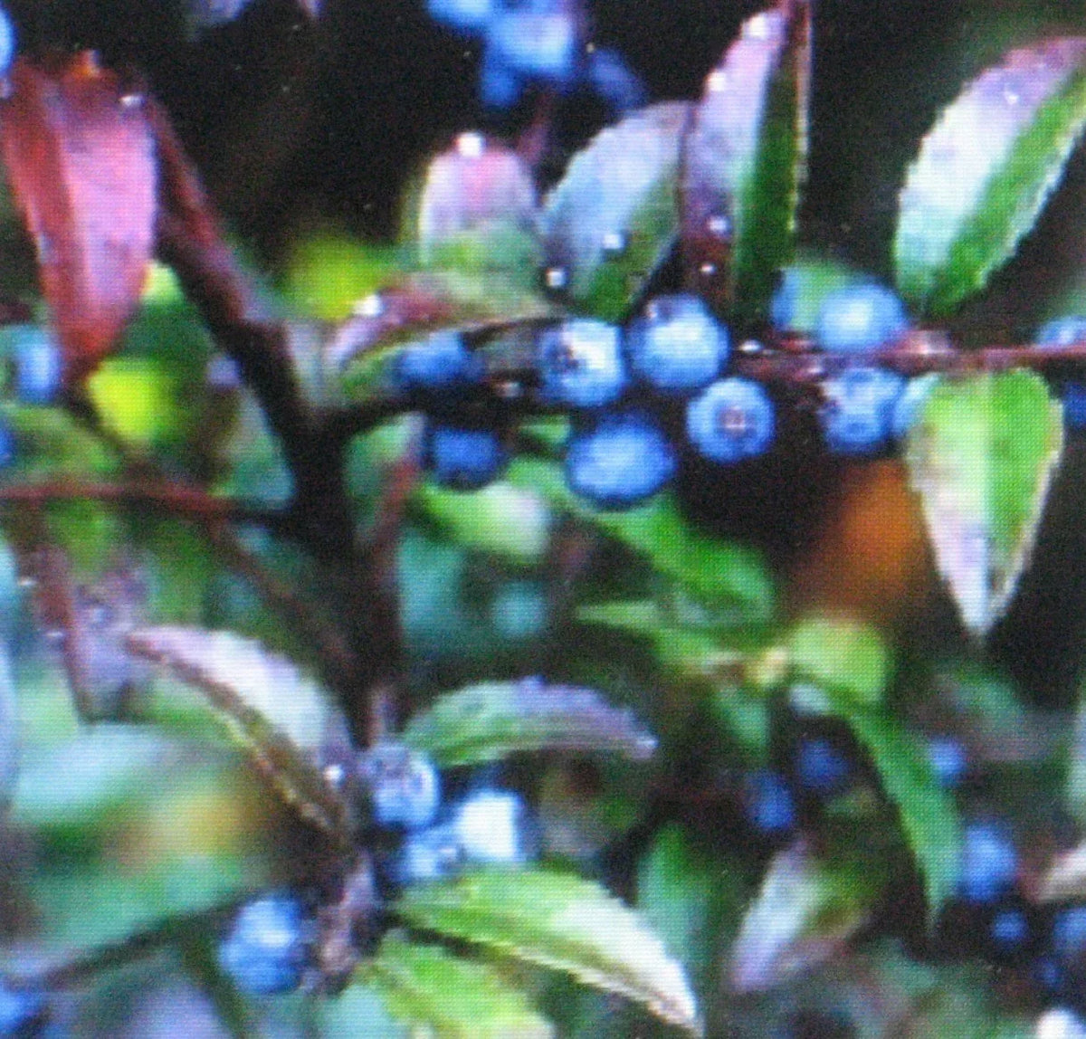 Huckleberry Seeds 100 Count - Vaccinium spp. Perennial Shrub for Garden