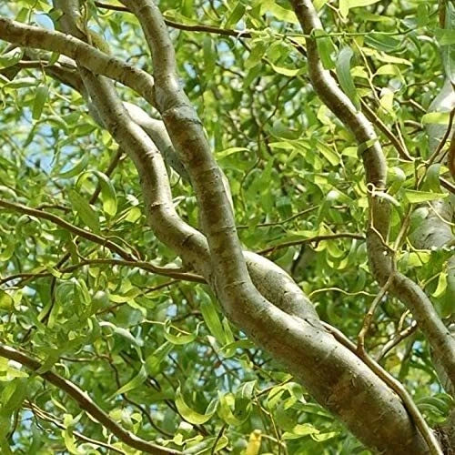 Curly Willow Trees 4 Pack - Fast Growing Exotic Bonsai Salix matsudana Indoor Outdoor Plants