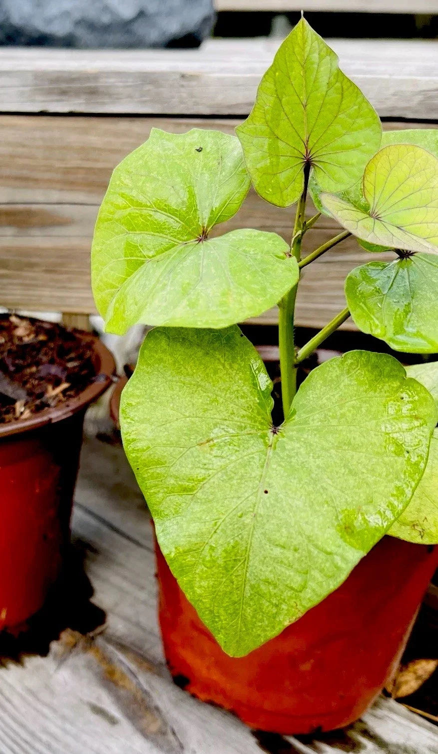 Okinawa Sweet Purple Potatoes - Full Rooted, Khoai Lang Tím Nhật, Ready to Plant, Ipomoea batatas