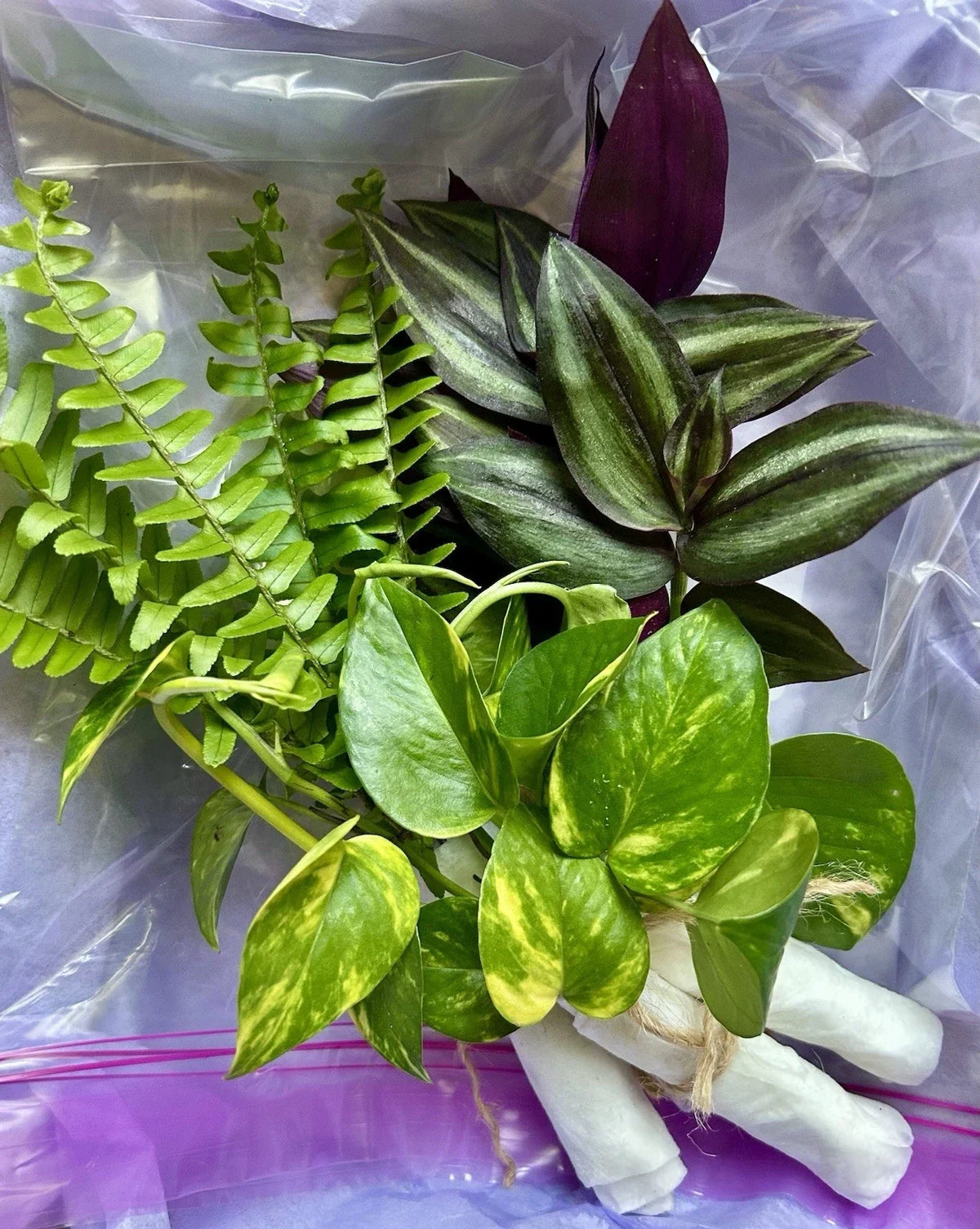 Rooted Plant Cuttings Pack - 15 Assorted Houseplants for Propagation - Indoor Gardening, Easy Care, Beginner Friendly