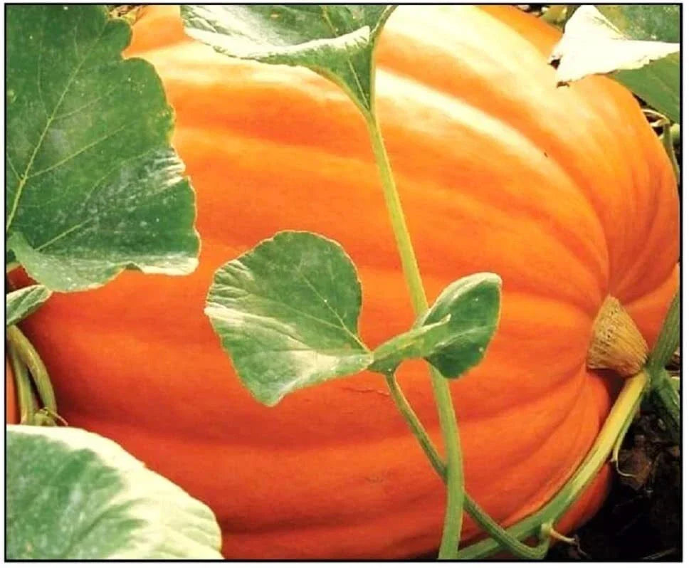 Big Max Pumpkin Seeds - 25 Non-GMO Giant Jack-O-Lantern Seeds for Planting
