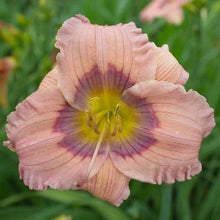10 Live Daylilies, Pastel Lavender, Hemerocallis 'Pastilline', Perennial Flowering Plants, Garden Decor