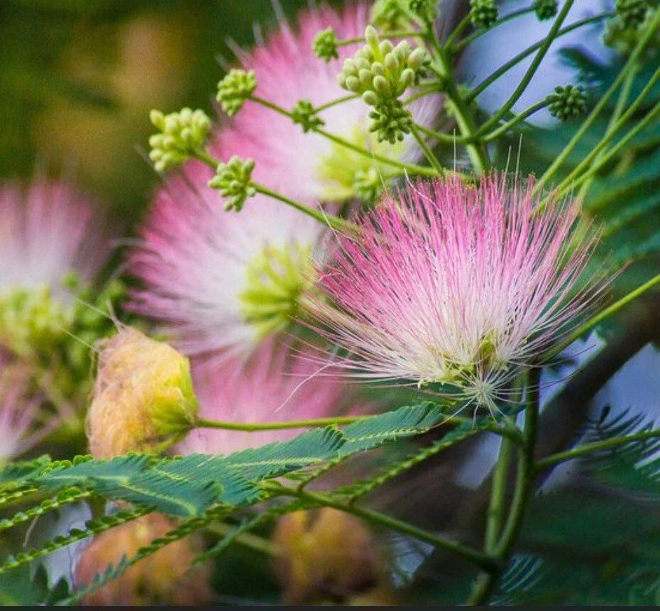 Pink Mimosa Tree Cuttings - 12 Unrooted Fresh Silk Flowers for Pollinators - Albizia julibrissin