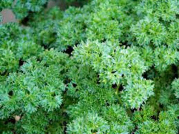 Heirloom Triple Curled Parsley Seeds, Non-GMO, 25+ Petroselinum crispum, Culinary Garnishing Herb, Organic Seed Pack
