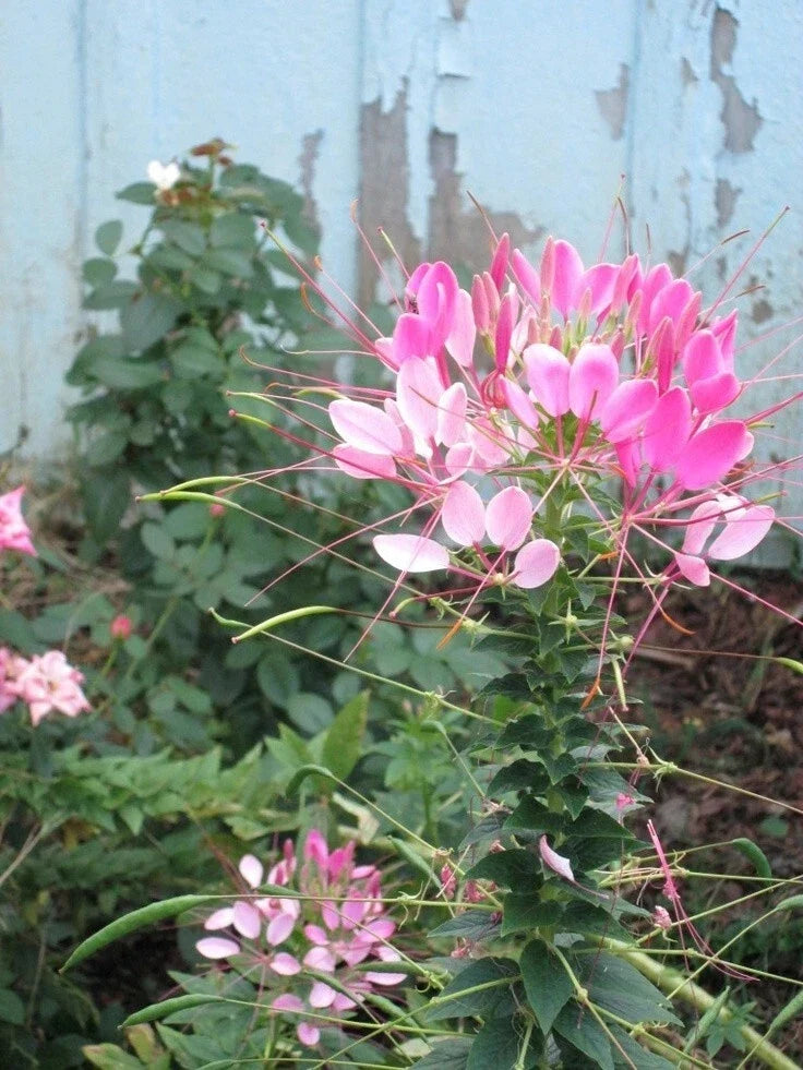 Light Pink Spider Seeds - 100 Count Clome Spinosa Perennial for Bee Gardens and Pollinator Attraction