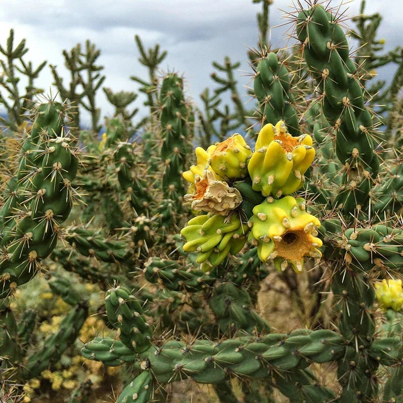 Tree Cholla Cuttings Cylindropuntia imbricata Drought-Tolerant Succulent for Gardens & Landscapes