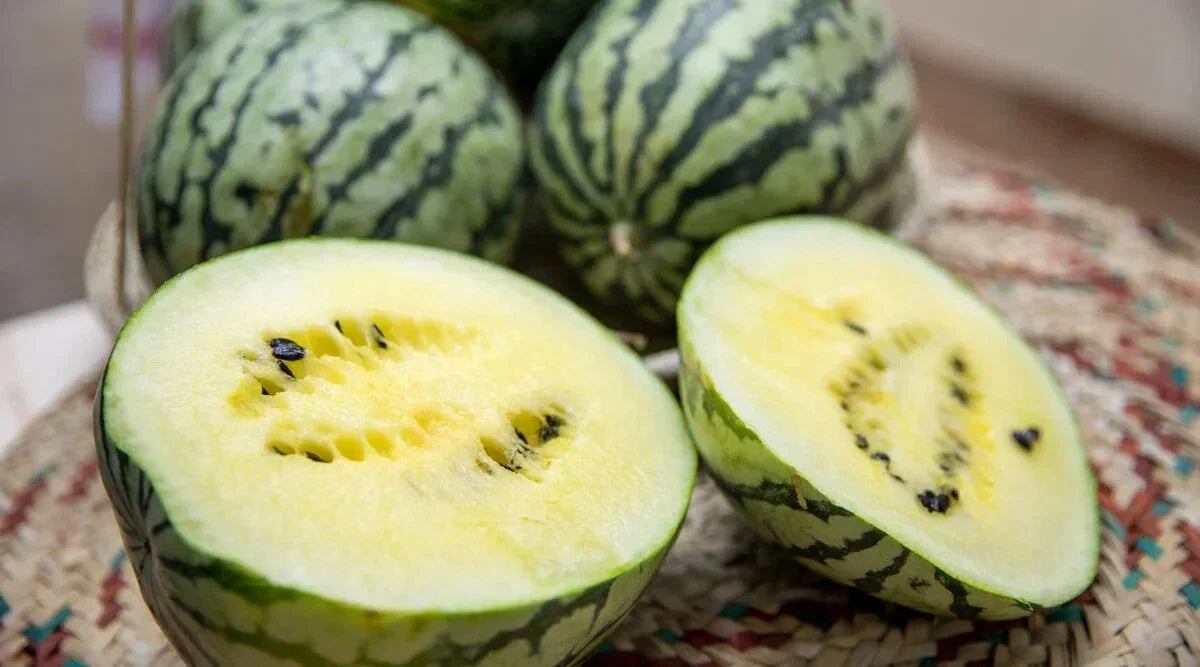 Cream of Saskatchewan Watermelon Seeds - 50+ Pack Heirloom Citrullus lanatus