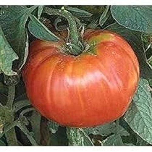 Heirloom Tomato Seeds - 25 Organic Soldecki Variety - Polish Heirloom, Juicy, Large Tomatoes for Gardening & Canning