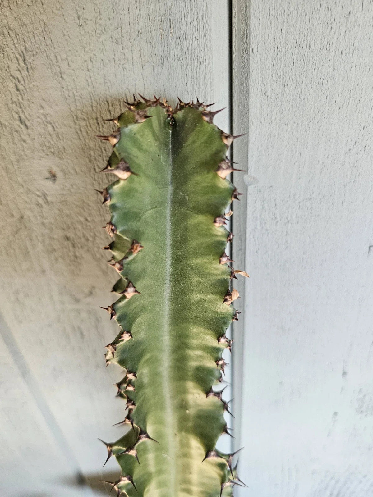 Euphorbia Cutting 16-17" Ammak Variety | Unique Succulent Plant | Indoor/Outdoor Gardening Decor