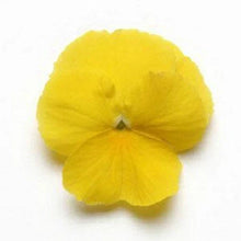Pansy Seeds - 15 Pack Cool Wave Yellow Trailing Pansy - Violas wittrockiana