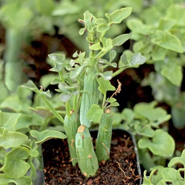 Senecio Articulatus Candle Plant Cutting - 4-Inch Succulent, Rare Curiously Looking Indoor Plant, Easy Care, Drought Tolerant