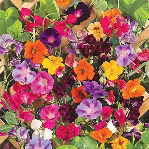 Climbing Vine Seeds Mix - 200 Pack - Morning Glory, Nasturtium, Black Eyed Susan, Sweet Pea - Flower Seeds for Garden