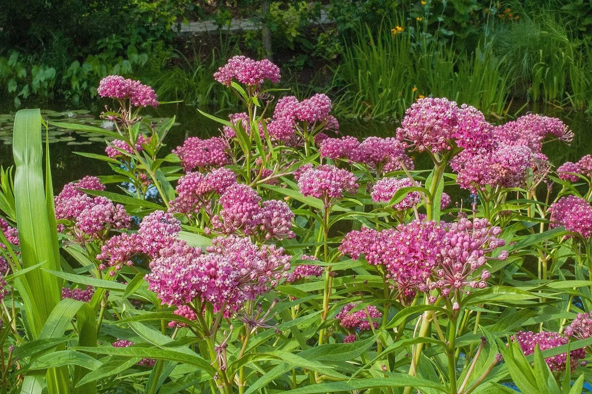 Swamp Milkweed Seeds 200 Pcs - Asclepias incarnata - Butterfly Garden Seeds for Monarch Butterflies