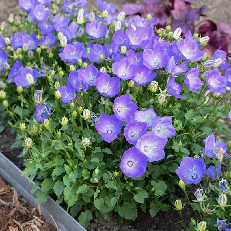 Campanula Bellflower Blue 2" Pot - Perennial Plant, Easy Bloom, Campanula spp.