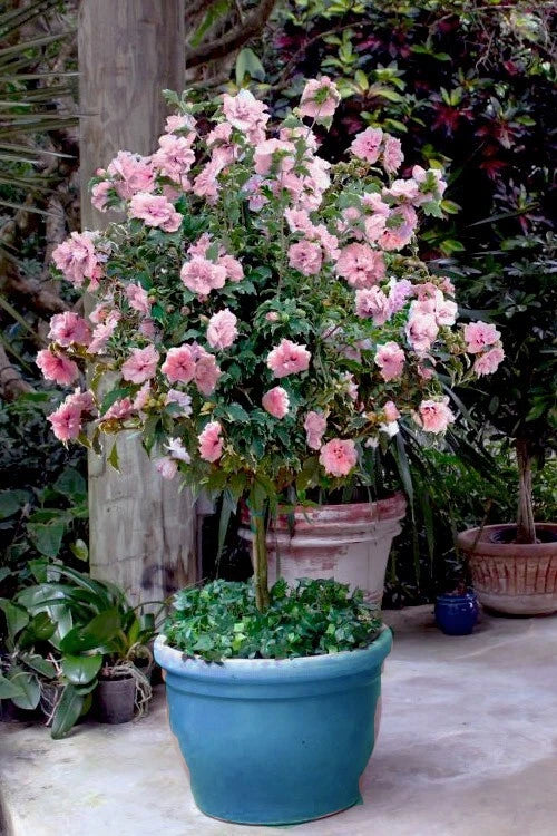 Rare Pale Pink Sugar Tip Double Rose of Sharon Hibiscus Cuttings - 6 Dipped Plant Cuttings (Hibiscus syriacus)