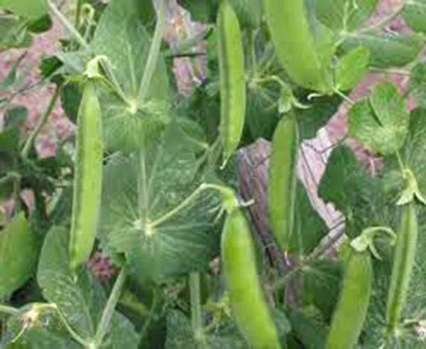 Pea Seed 100+ Seeds Little Marvel Heirloom Non-GMO Pisum sativum Perfect Peas