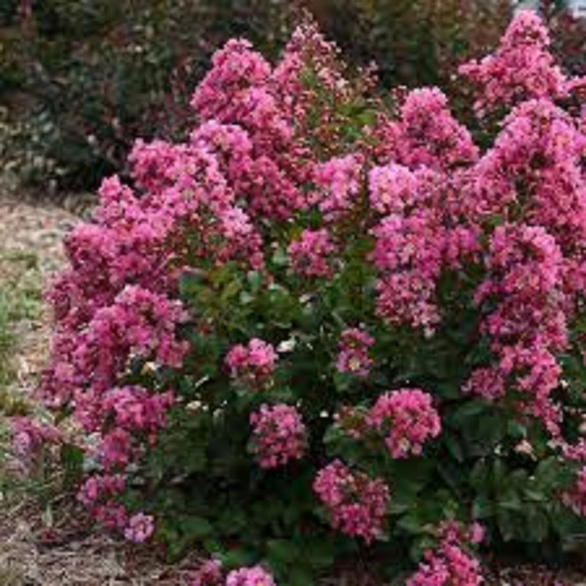 Peppermint Crape Myrtle Cuttings - 10 Unrooted Cuttings - Lagerstroemia indica 'Peppermint' - Free Shipping