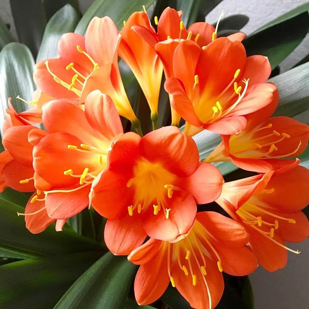Live Clivia Miniata Plant - Large Orange Flowering Bush Lily - 1-4 Years Old, Well Rooted, Indoor/Outdoor Houseplant