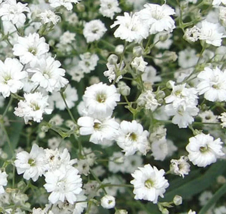 Baby's Breath Flower Seeds - 2000+ Dwarf White Gypsophila paniculata Seeds for Garden