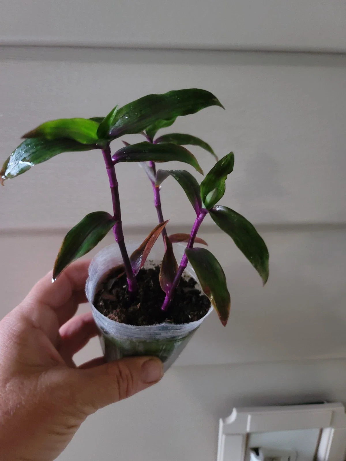 Tradescantia Wandering Purple Scimitars - Multiple Plants - Purple Foliage - Easy Care Houseplant - Tradescantia sp.
