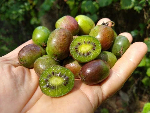 Dormant Kiwi Plant Starter - Prolific Self-Pollinating Variety (Actinidia deliciosa) - Zones 4-8, Chemical-Free, Fruitful and Fragrant