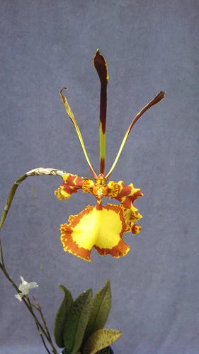 Psychopsis Mendenhall 'Hildos' FCC/AOS Orchid, Unusual Rooted Plant in 2.5" Pot, Psychopsis Butterfly x Psychopsis papilio