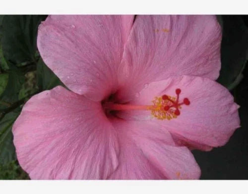 Seminole Pink Hibiscus Starter Live Plant 5" - Tropical Hibiscus rosa-sinensis - Exotic Pink Blooms for Indoor/Outdoor Decor