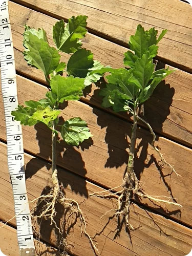 2 Live Rose of Sharon Plants - Purple Hibiscus Seedlings with Roots - Hibiscus syriacus - Organic Transplant Starter Bush
