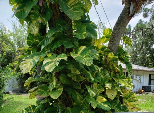 Variegated Golden Pothos Plant in 2.5" Pot - Epipremnum aureum - Live Rooted Climbing Variety for Indoor Gardening